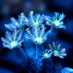 JC Orange Tip Clove Polyp