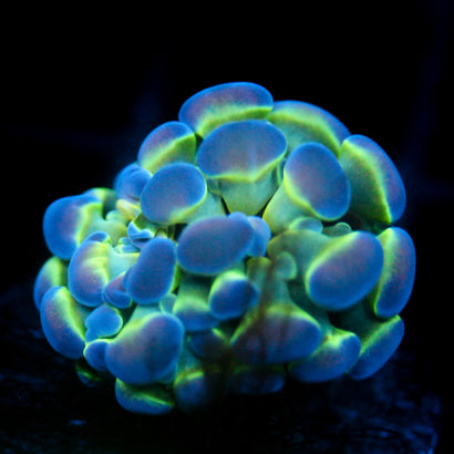 JC Hologram Hammer