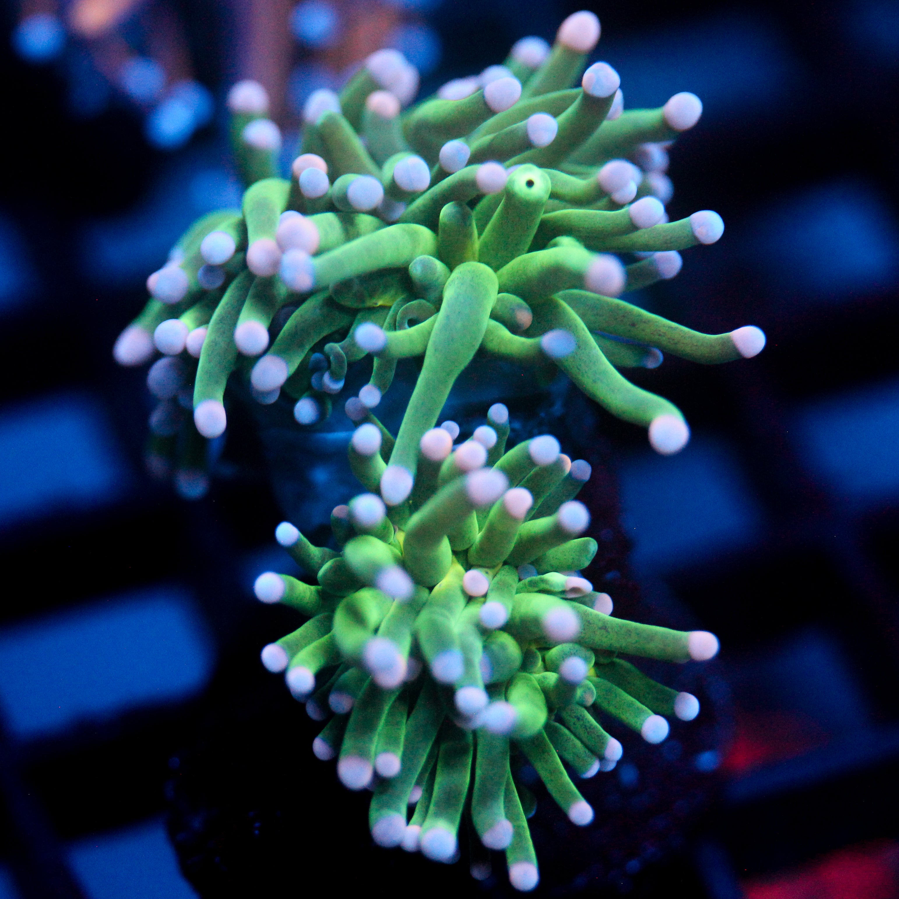 JC Cotton Candy Torch Double