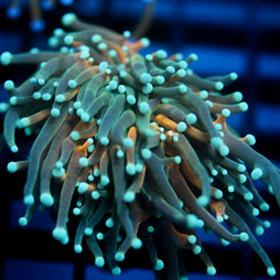 JC Sinister Teal Tiger Torch