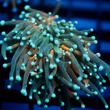 JC Sinister Teal Tiger Torch