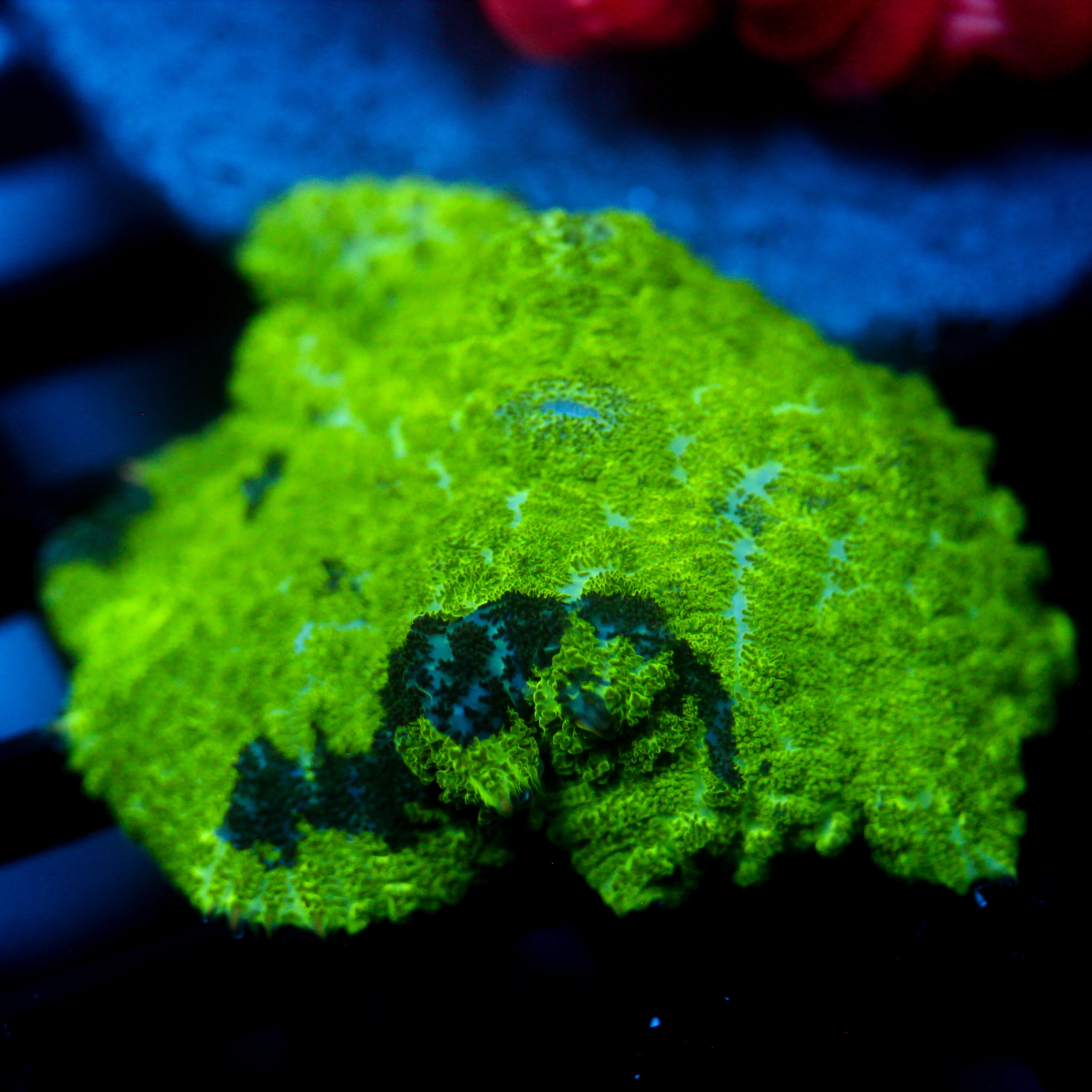 JC Kryptonite Rhodactis