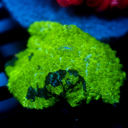 JC Kryptonite Rhodactis