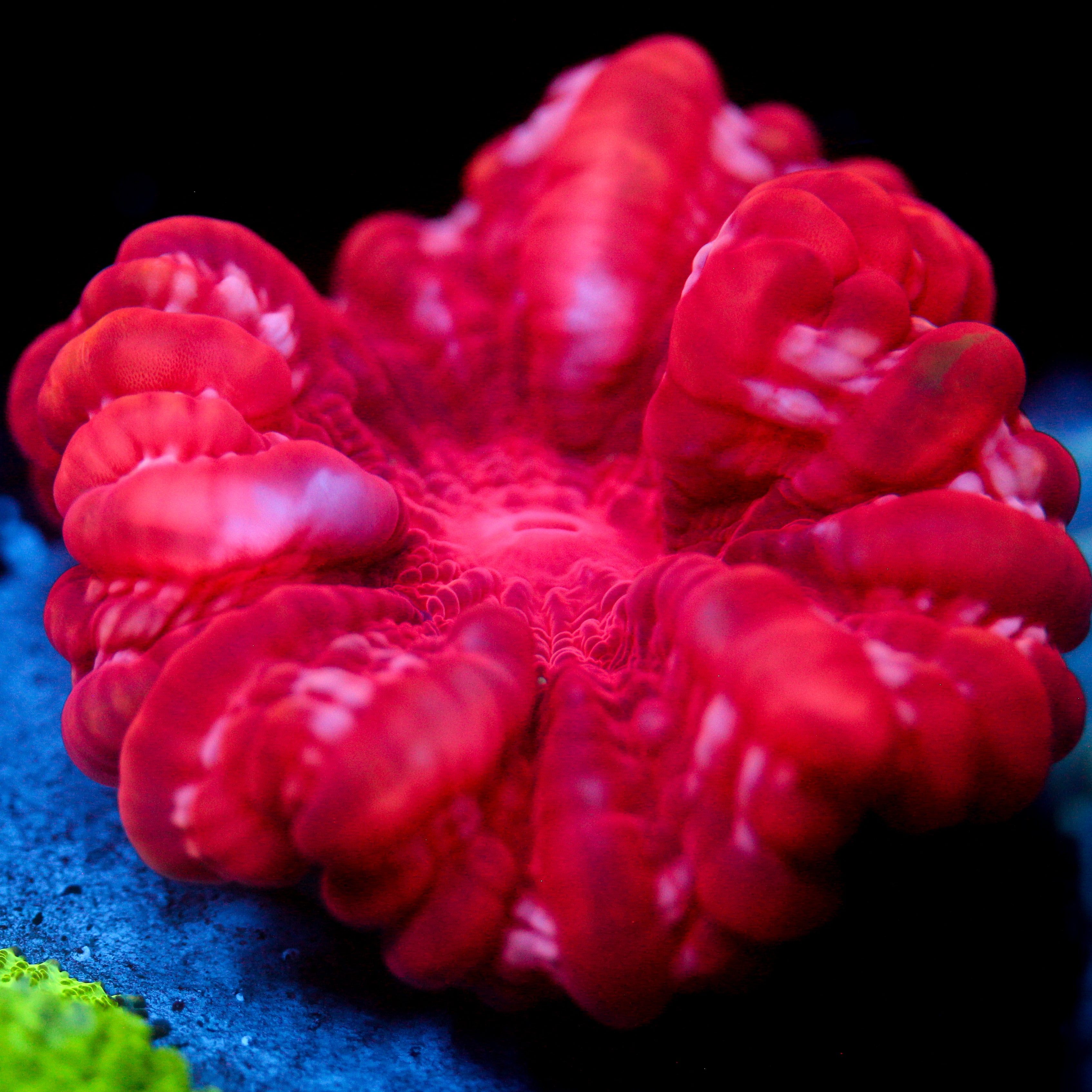 JC Flamingo Cynarina 3"+