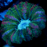 JC Void Gobbler Cynarina 2.5