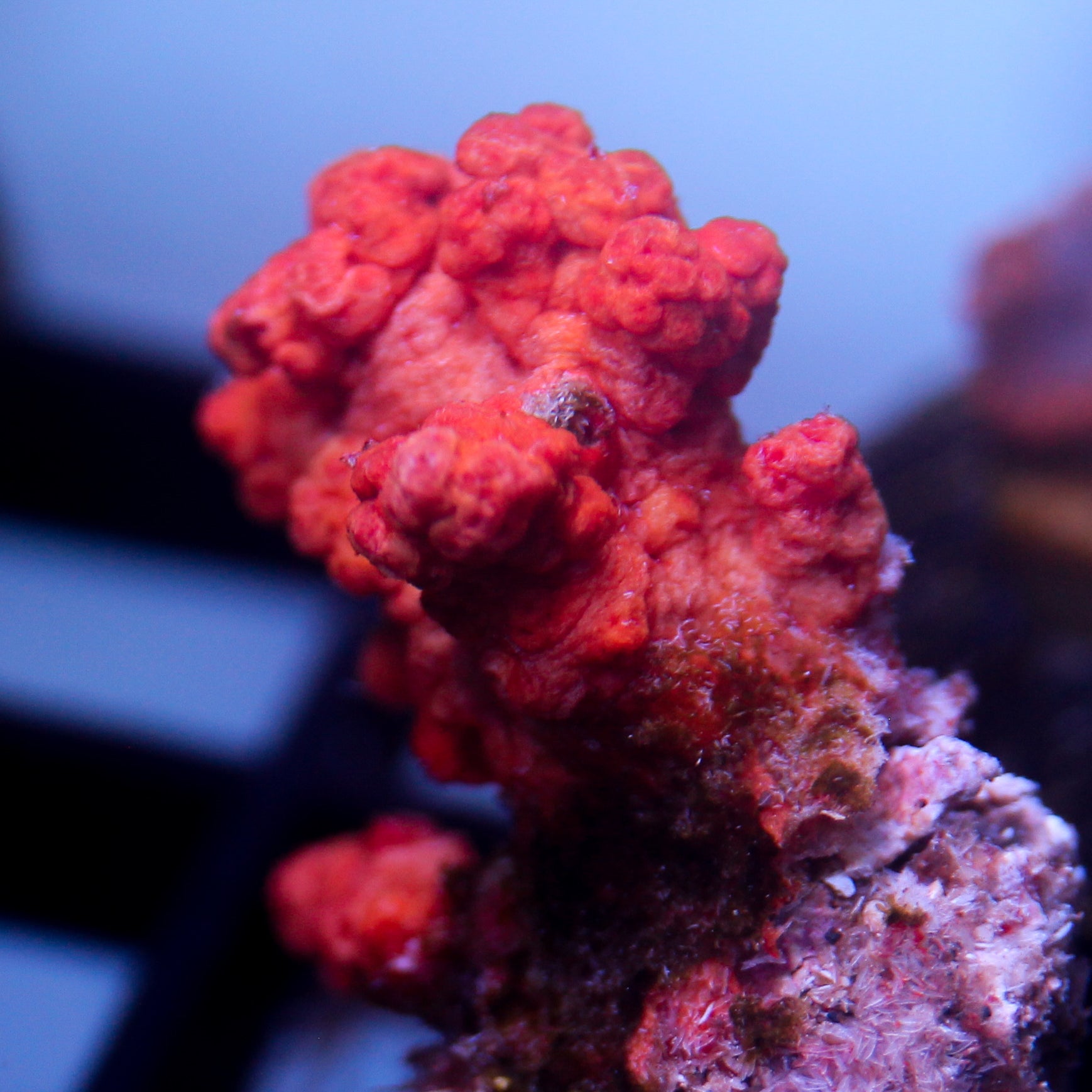 JC Dendronepthea Frag