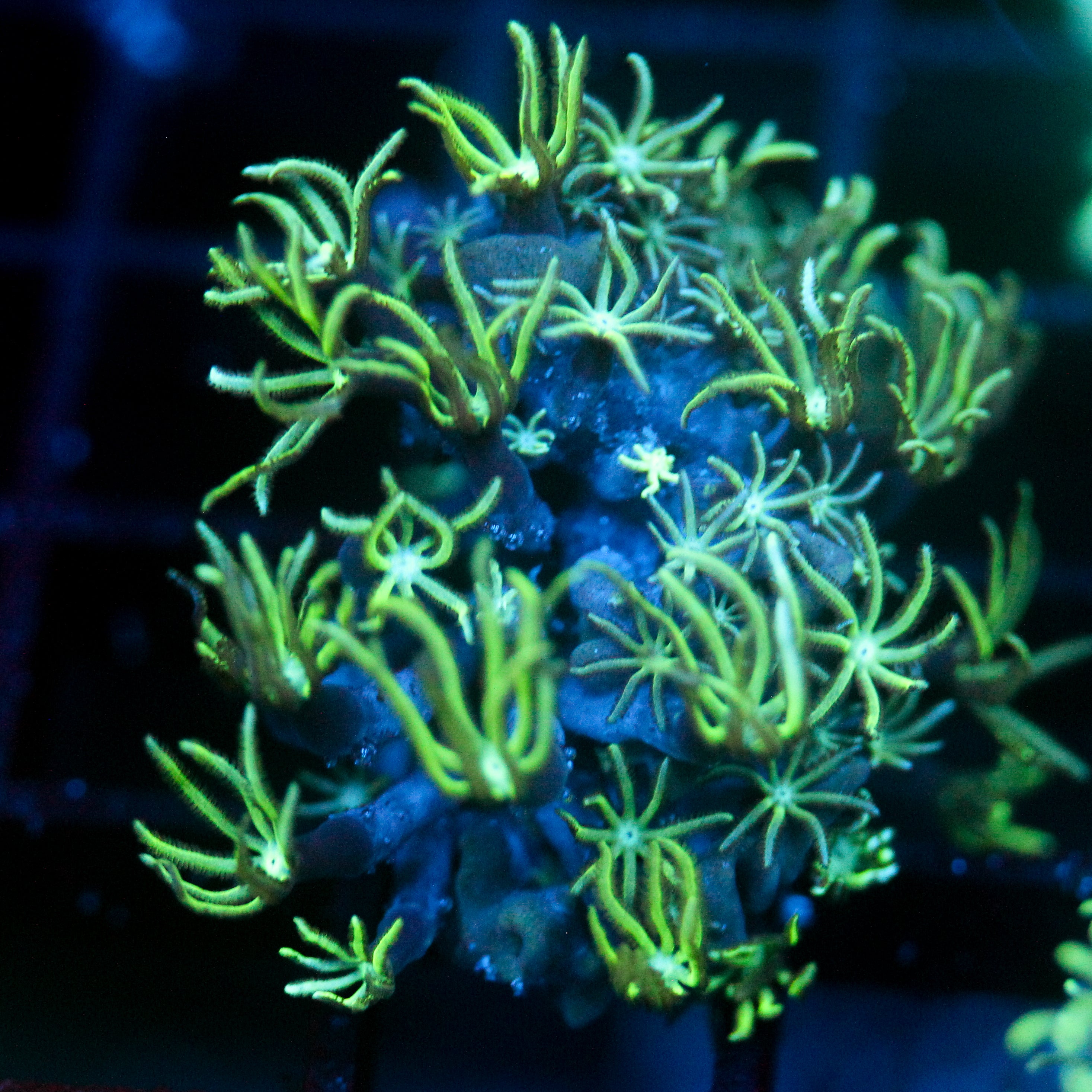 JC Pipe Organ Coral