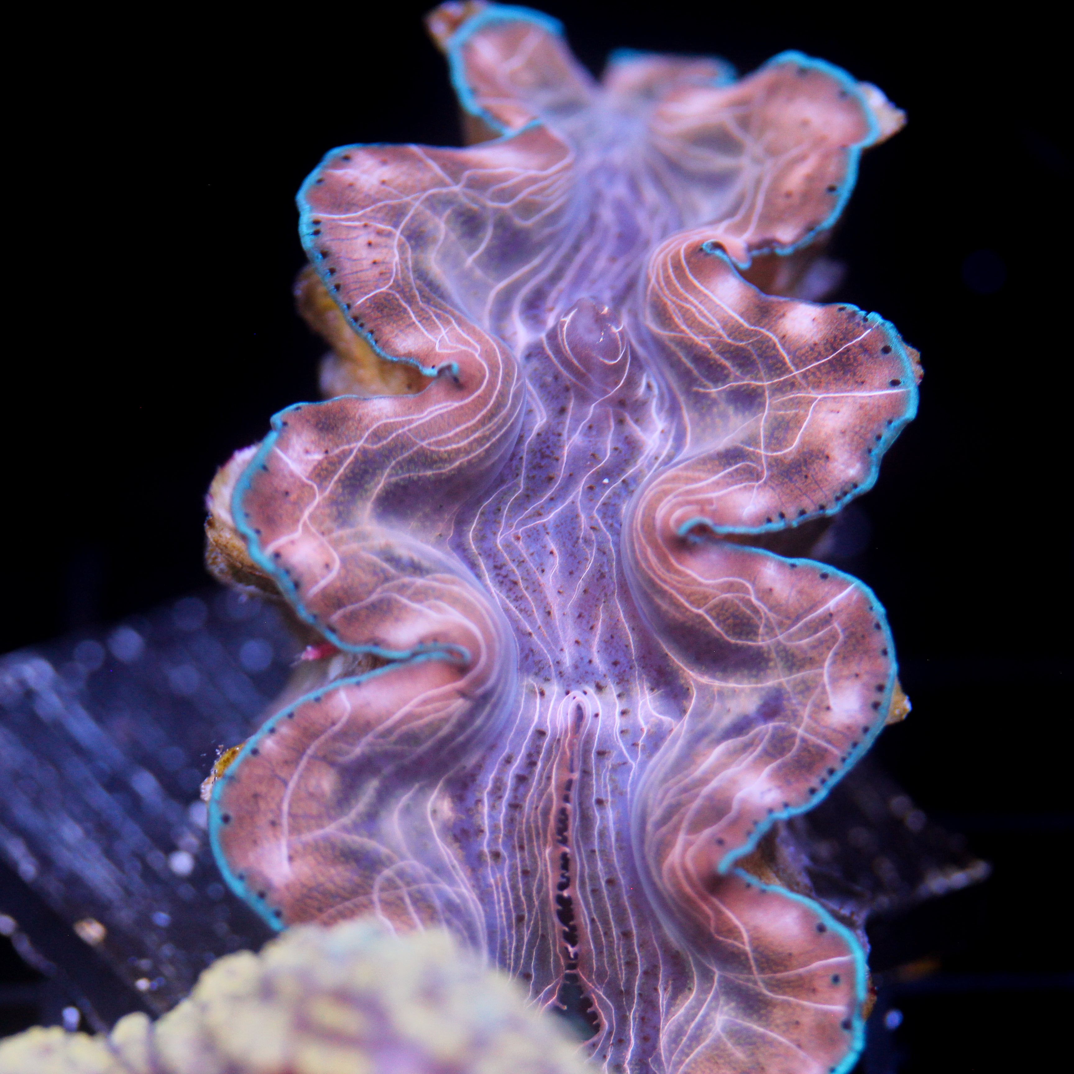 Biota Squamosina 3"+