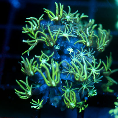 JC Pipe Organ Coral