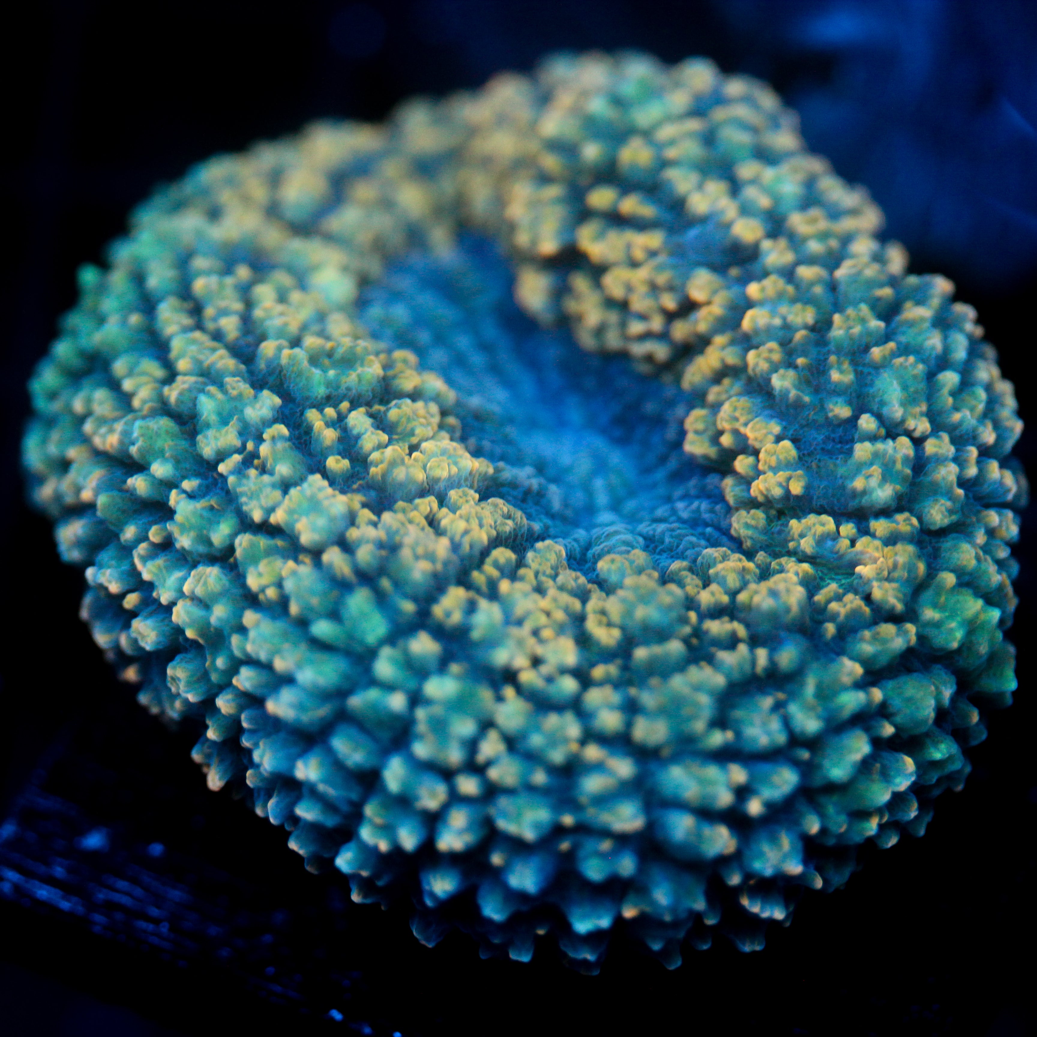 JC Blue Razzberry Lobo 2.5"+