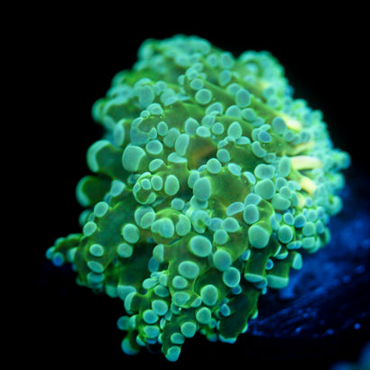 JC Minty Octo
