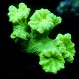 JC Neon Green Trumpet