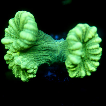 JC Neon Trumpet Coral