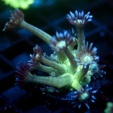 JC Peacock Goni
