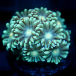 JC Blue Breath Goni