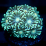 JC Blue Breath Goni
