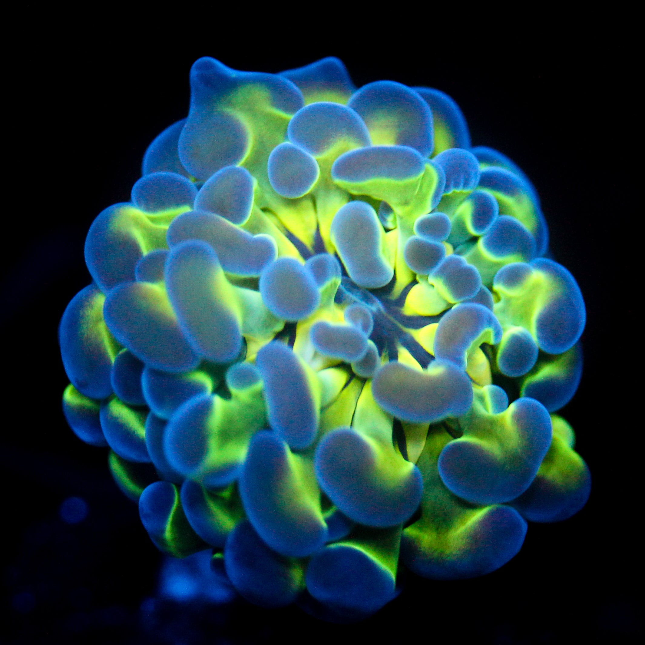 JC Hologram Hammer