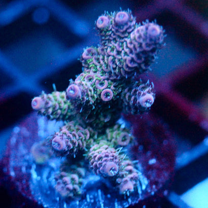 JC Purple Flux
