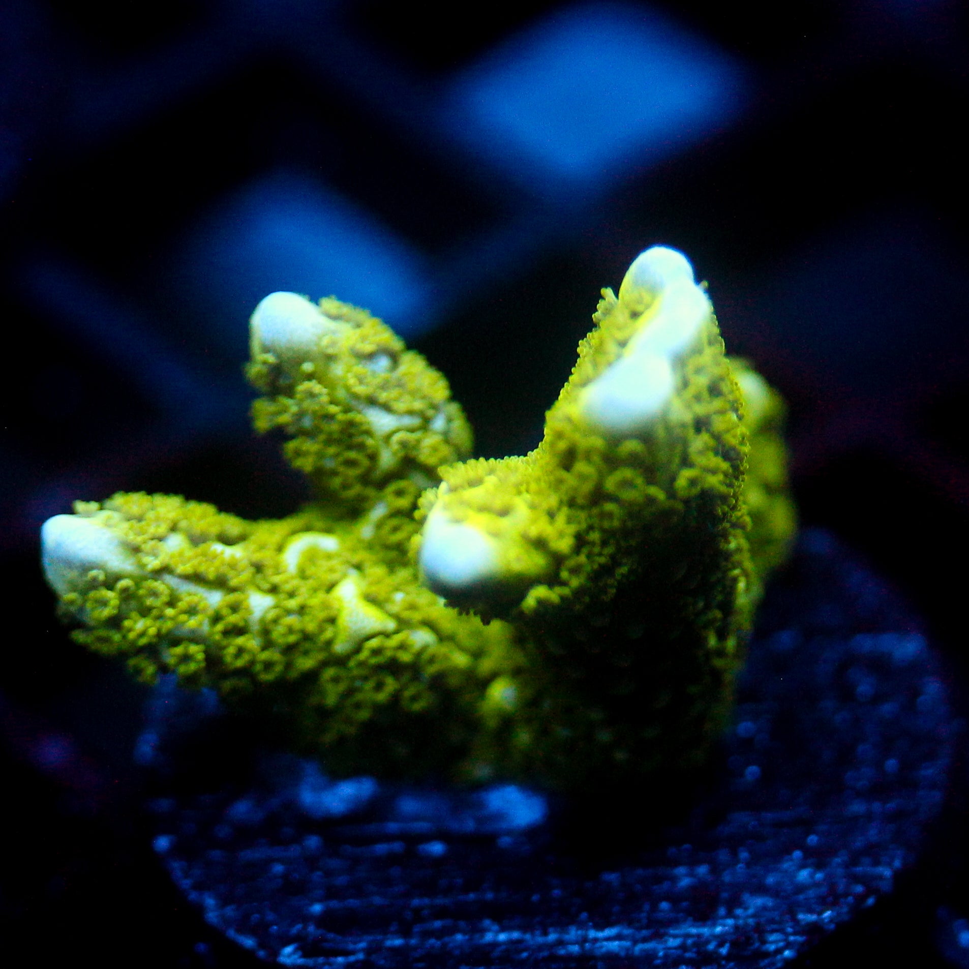 JC Neon Green Digi Monti