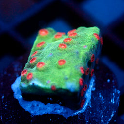 JC Evil Swarm Cyphastrea