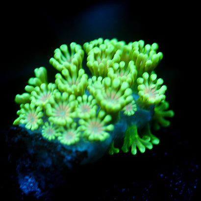 JC Orange Mouth Alveapora