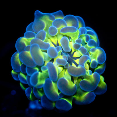JC Hologram Hammer