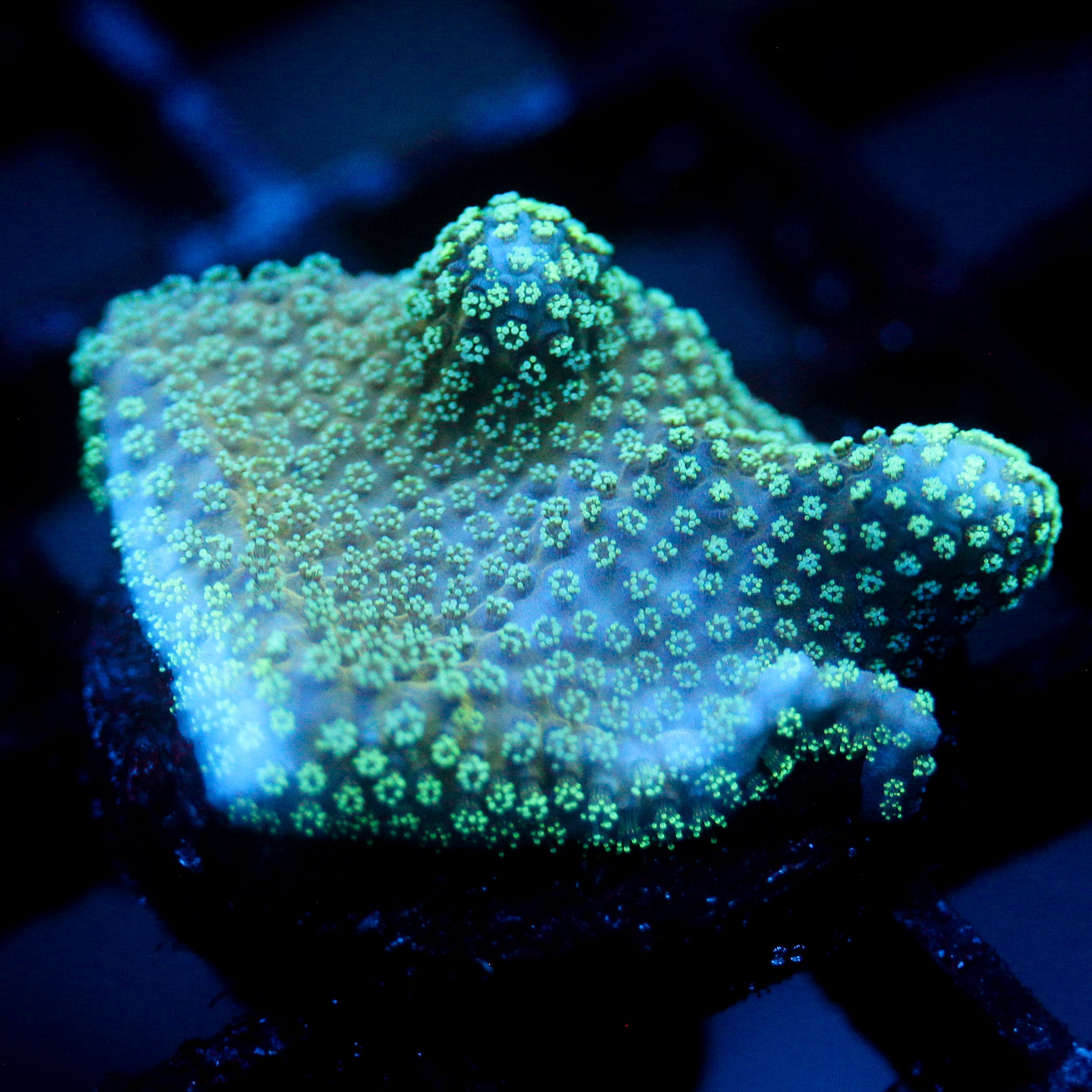 JC Minty Styloporah