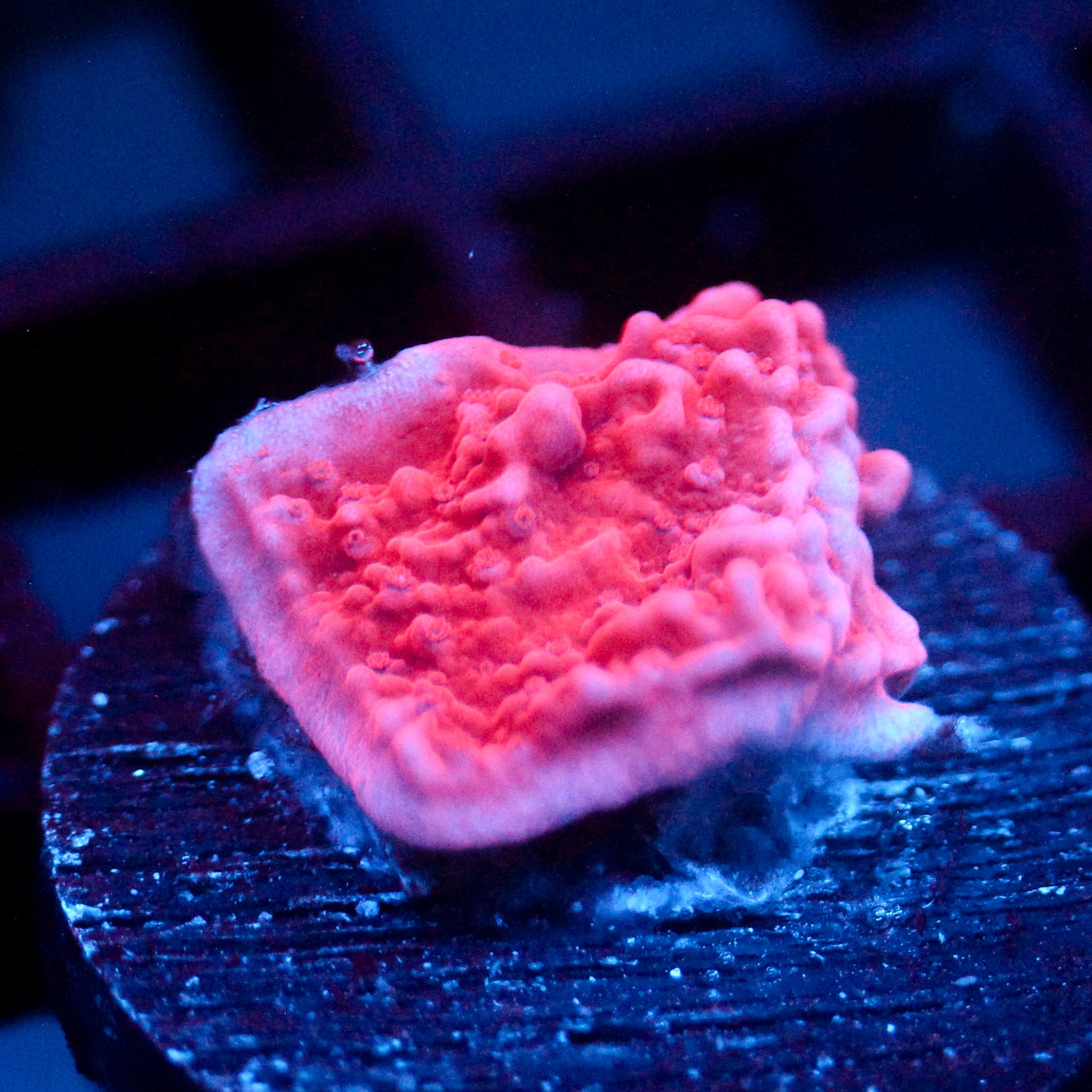 JC Starburst Monti