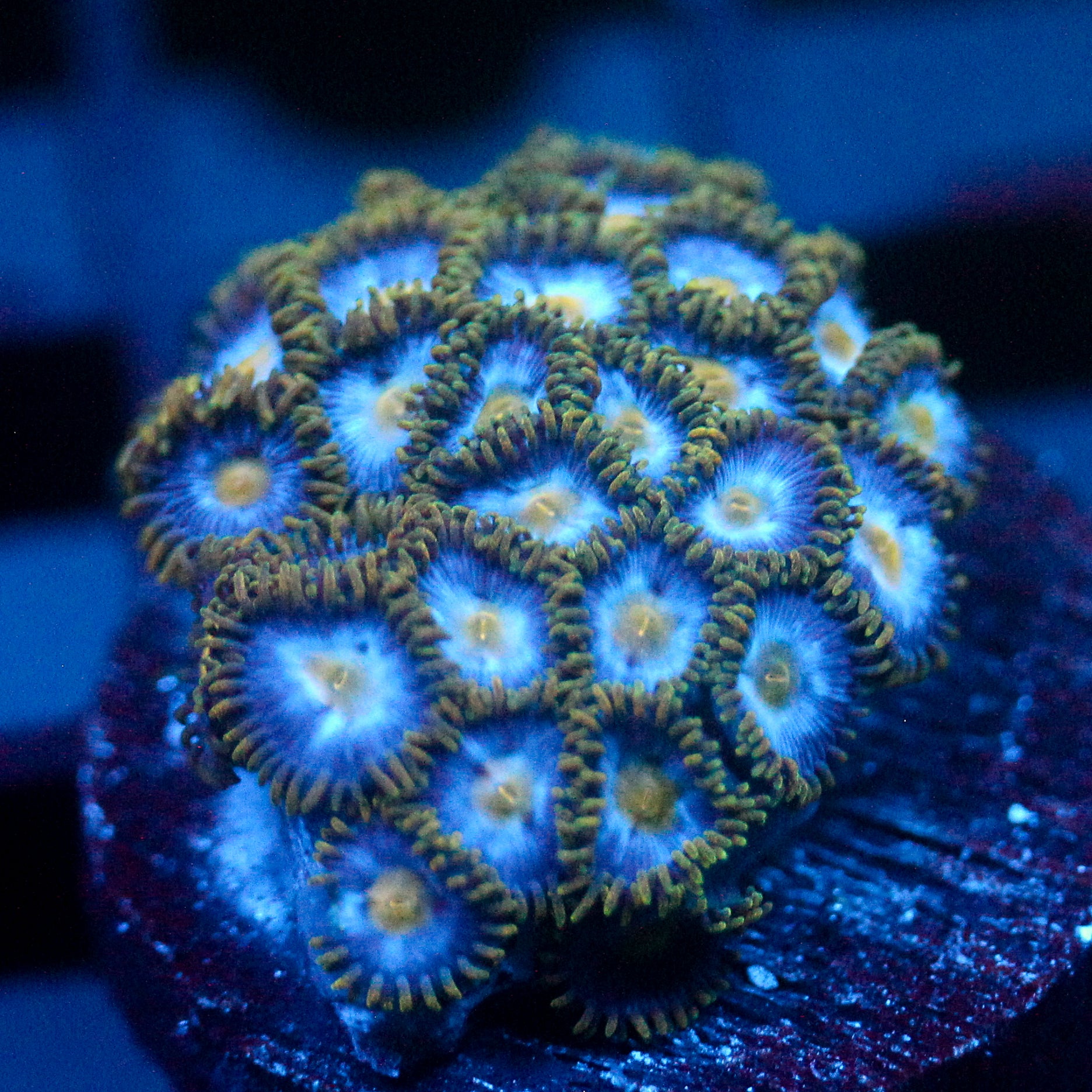 JC Blue Beast Zoanthid