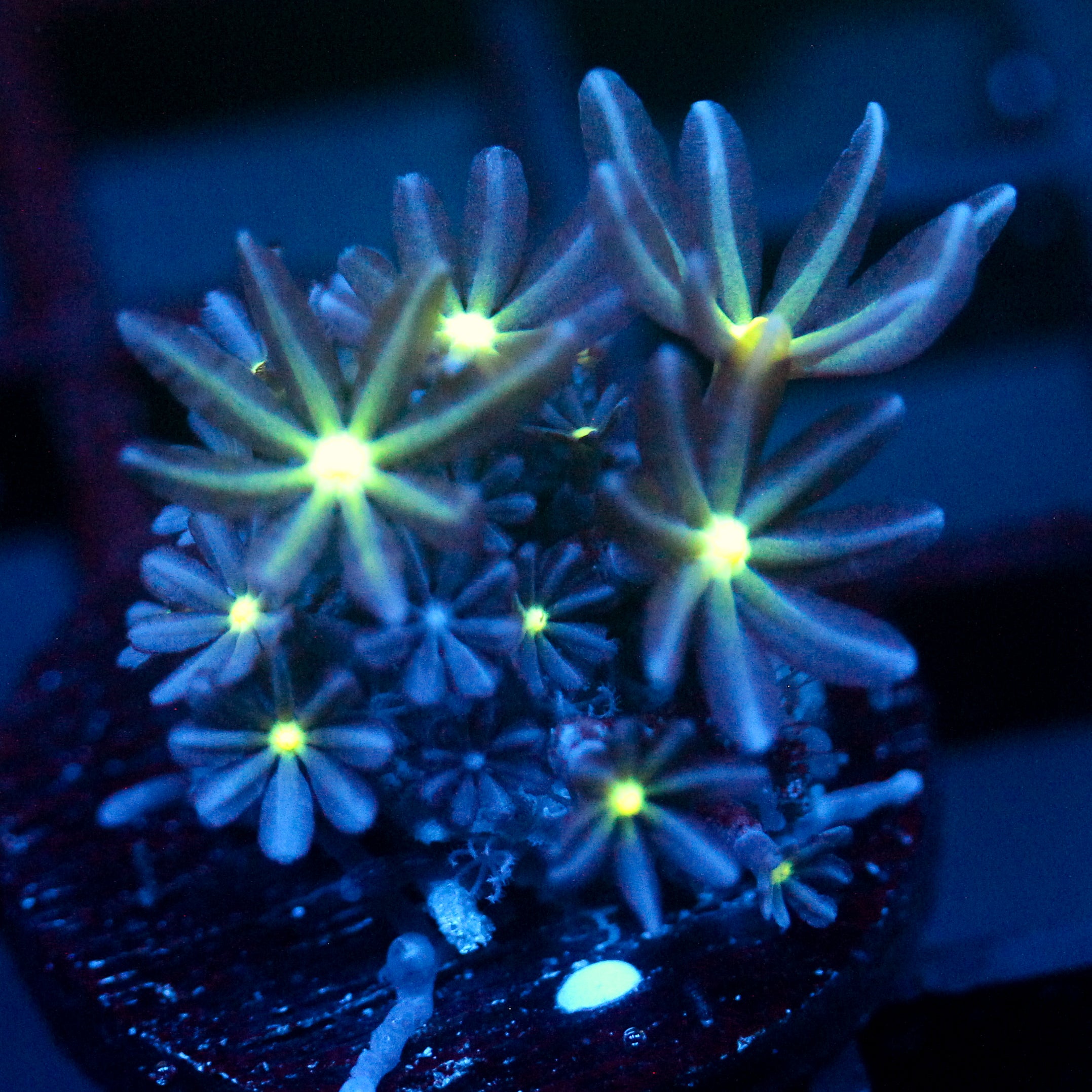 JC Enchantress Polyp Coral