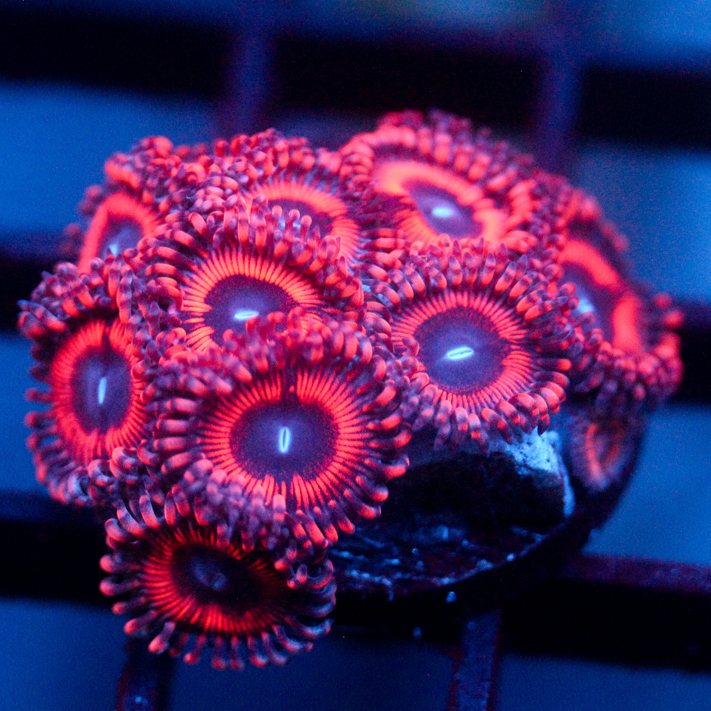 JC Pink Insanity Zoanthid