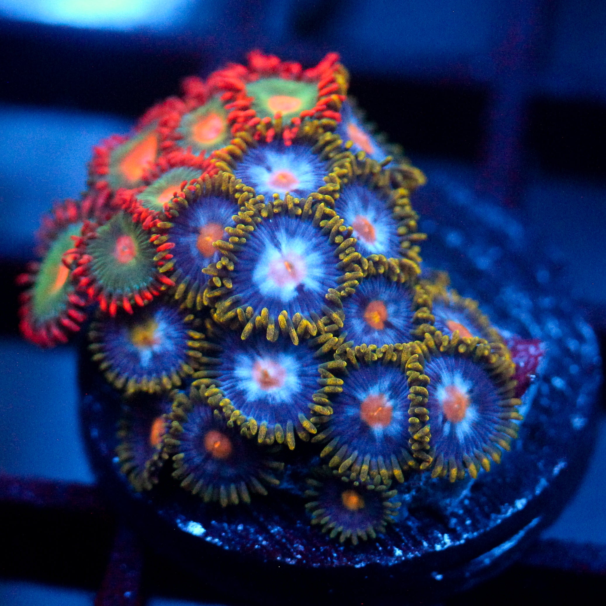 JC Blue Beast Zoanthid Mix