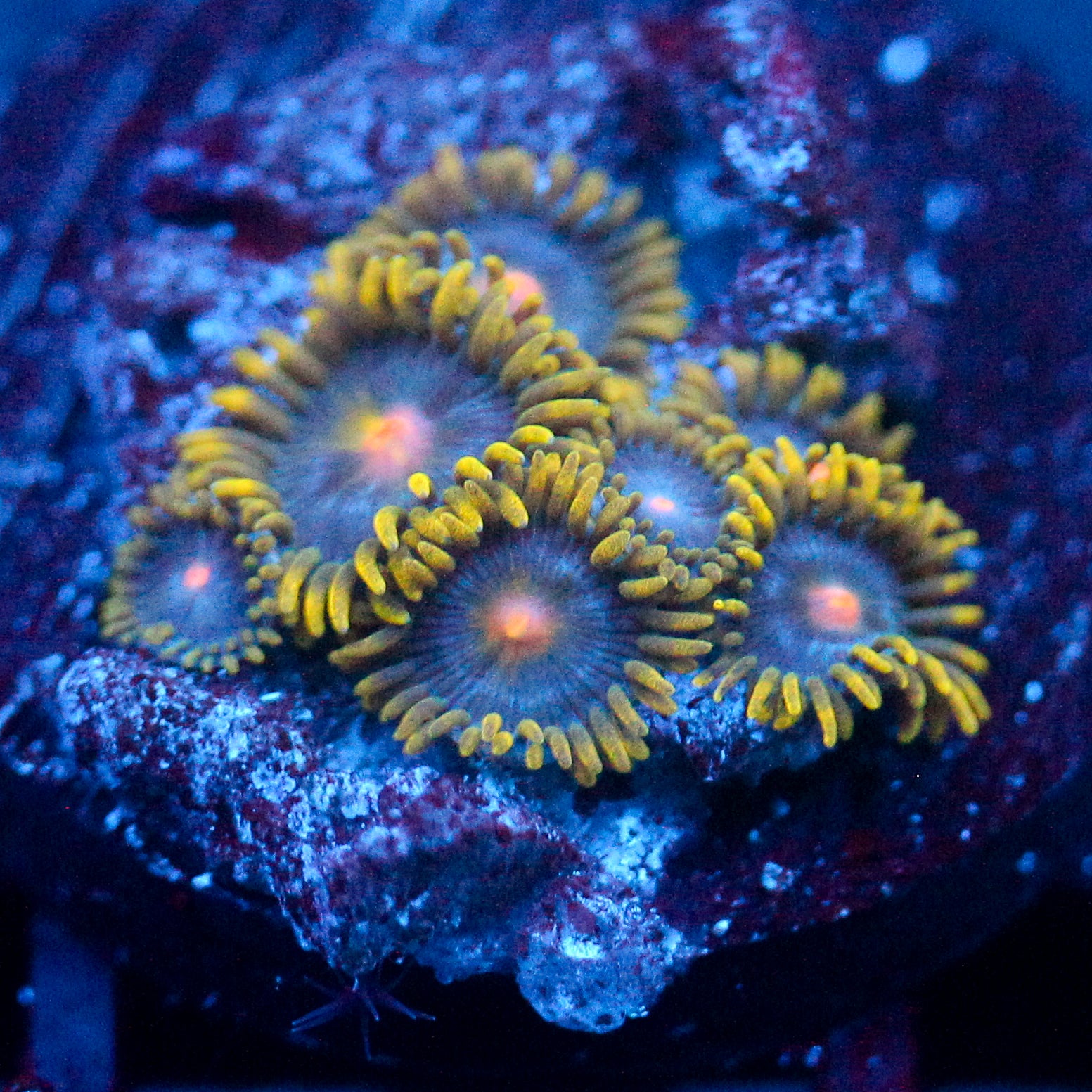 JC Gold Burn Zoanthid