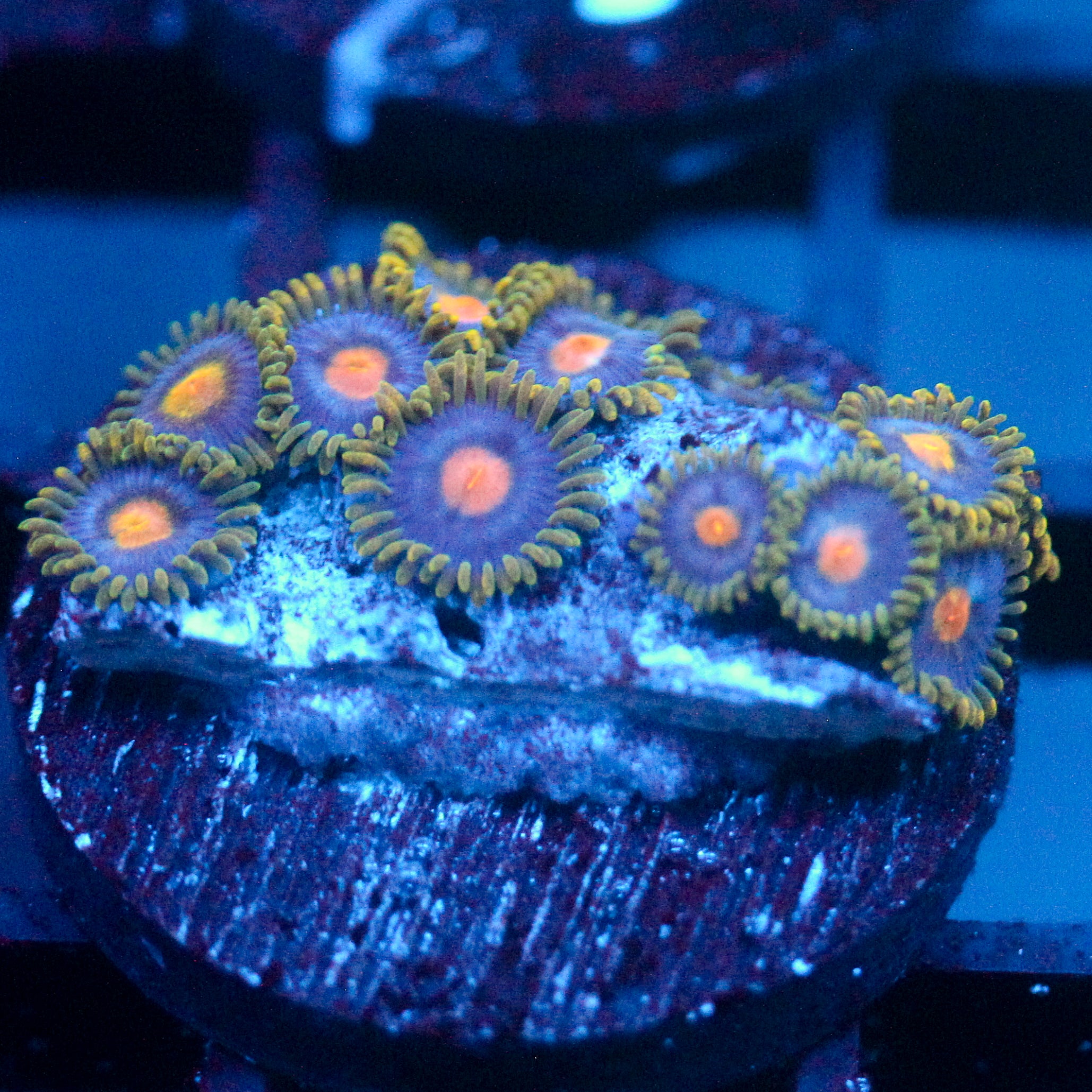 JC Gold Burn Zoanthid
