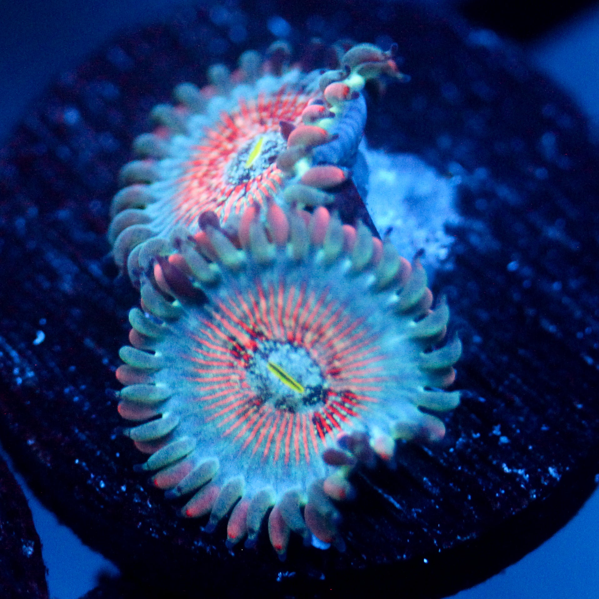 JC White Zombies Zoanthid