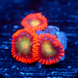 JC Unknown Calamity Zoanthid