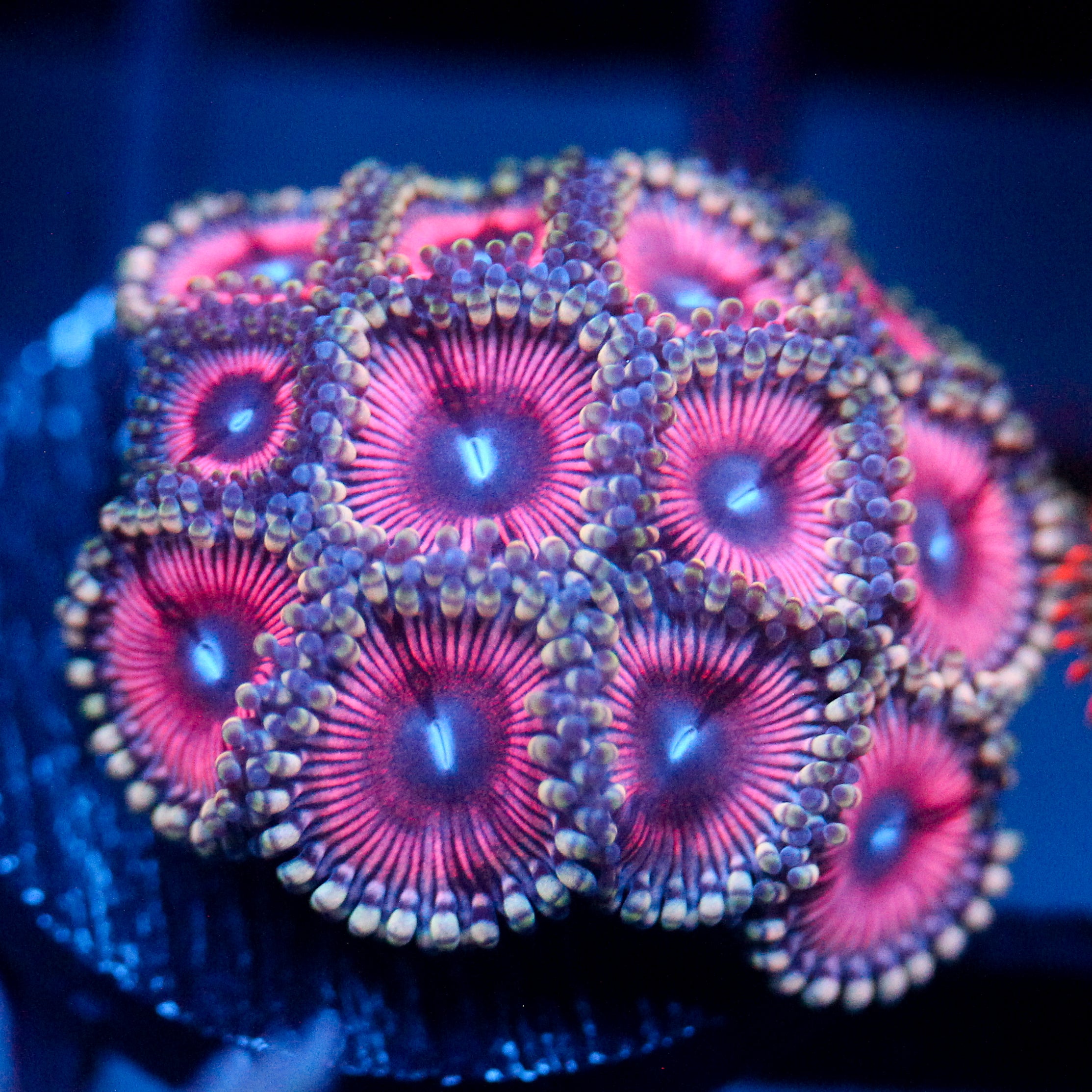 JC Terrorizer Zoanthid
