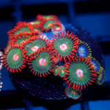 JC Gatorade Zoanthids