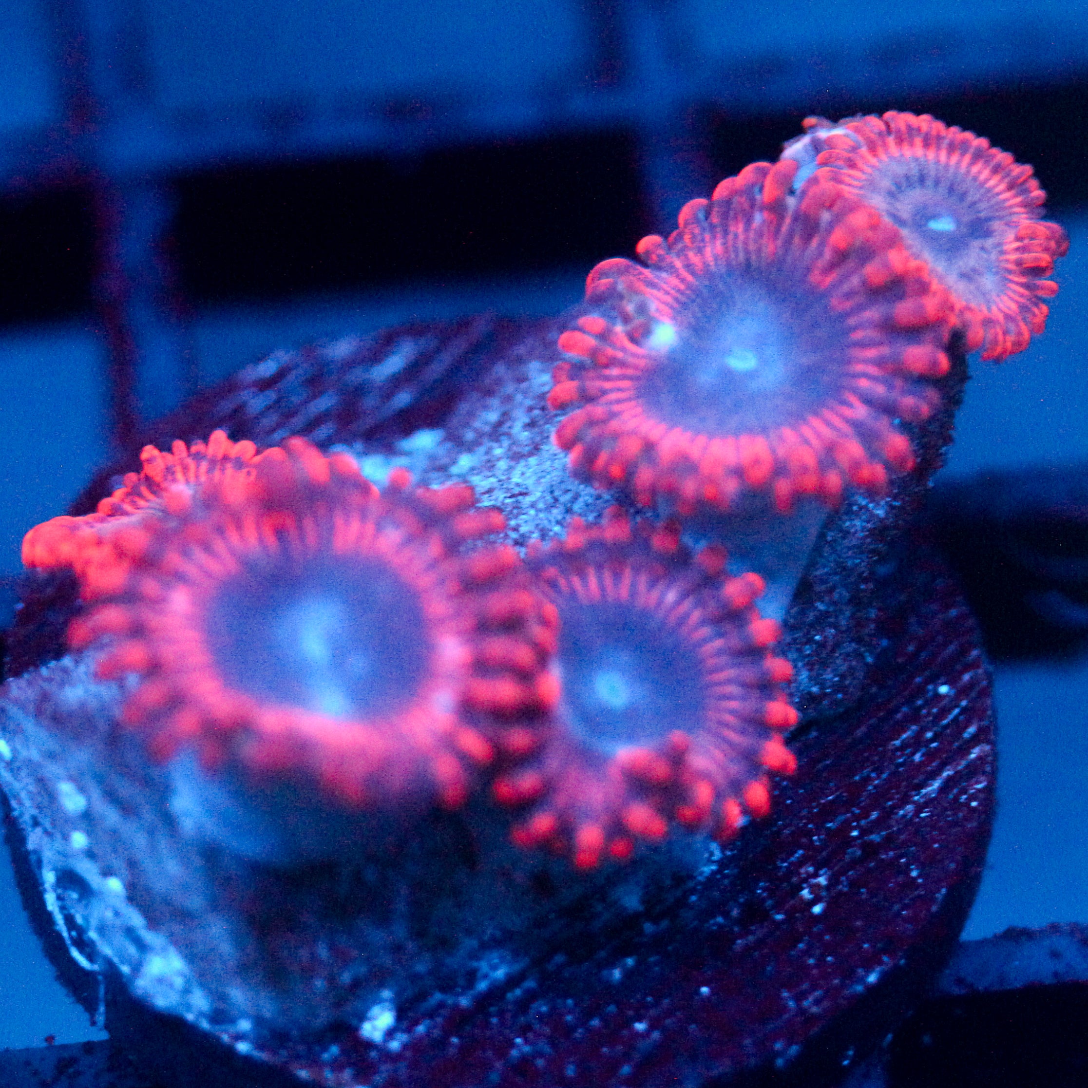 JC Typhloshion Zoanthid