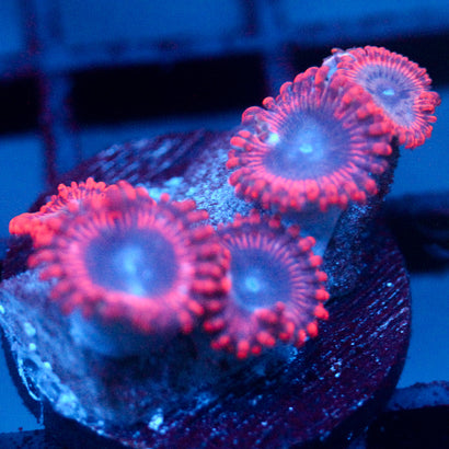 JC Typhloshion Zoanthid