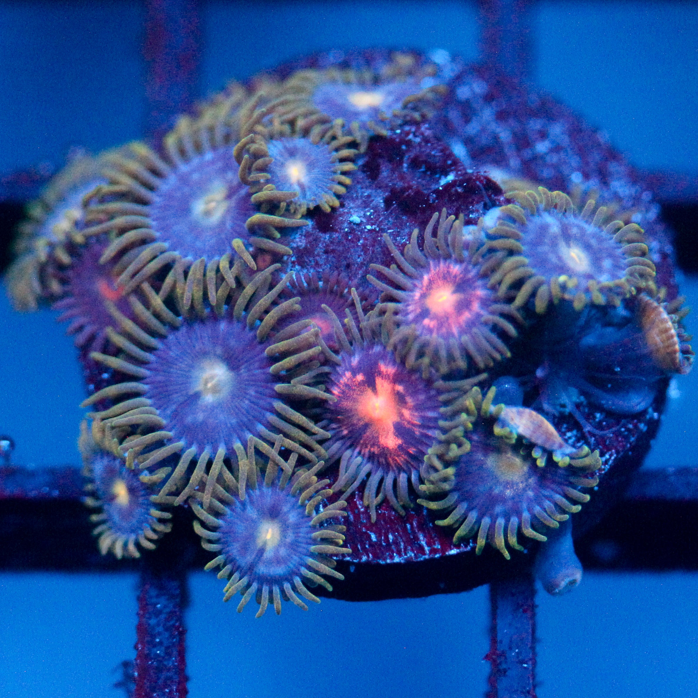 JC Zoa Garden Seed