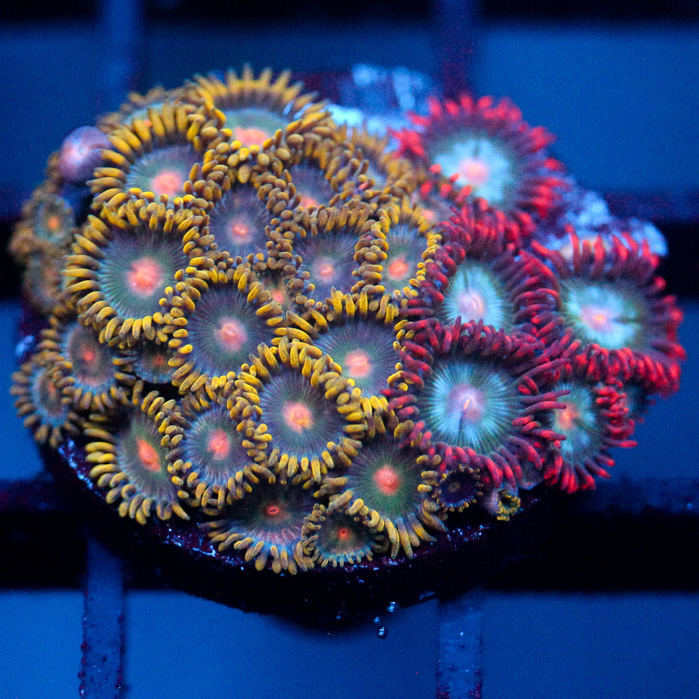 JC Zoa Garden Seed