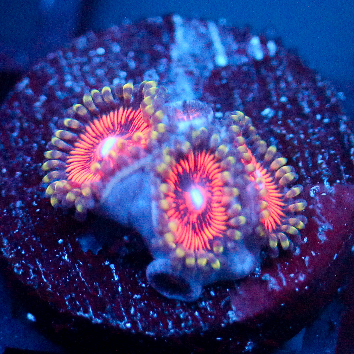 JC Extravaganza Zoanthid