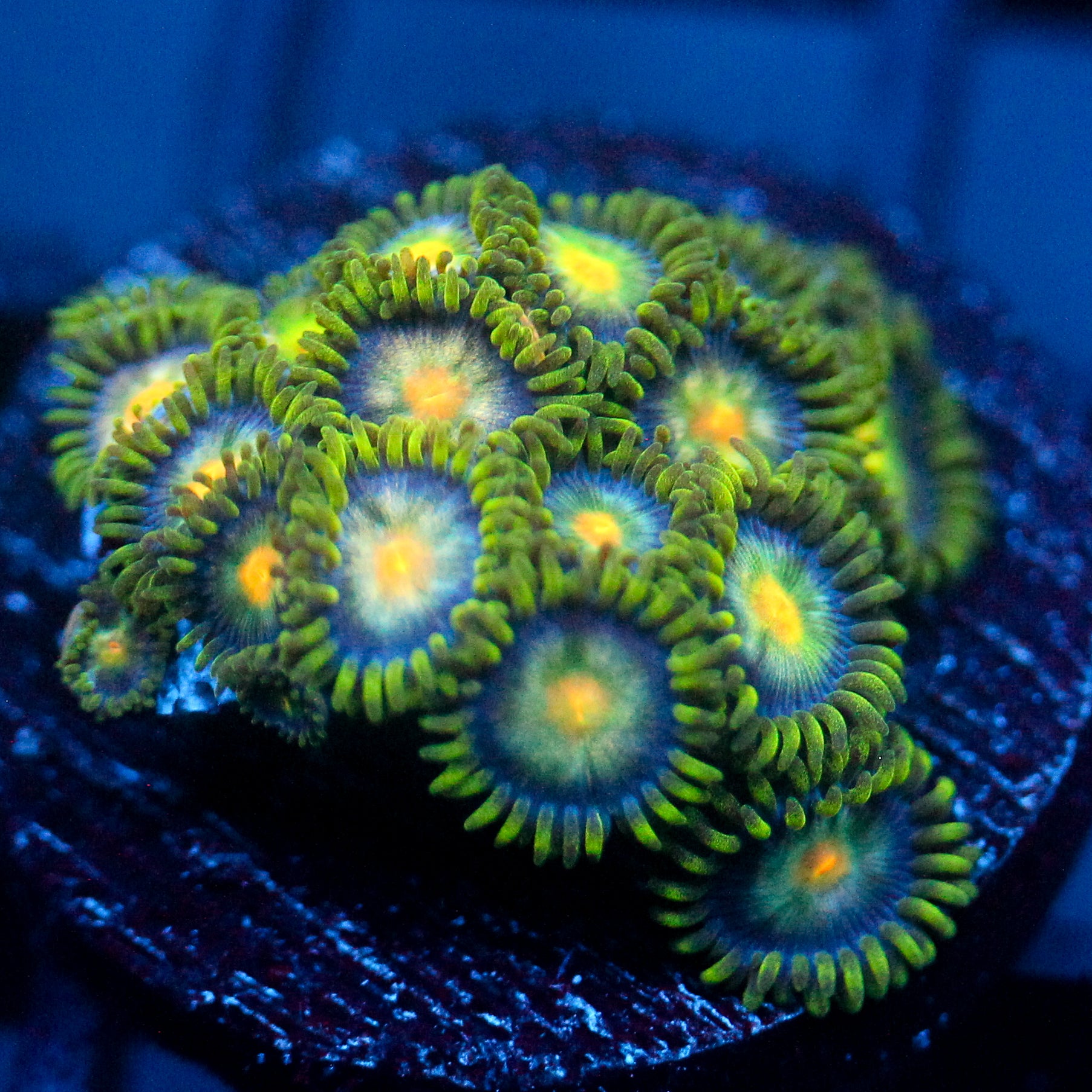 JC Green Crawler Zoanthid