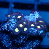 JC Deep Greed Zoanthid