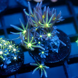 JC Enchantress Polyp