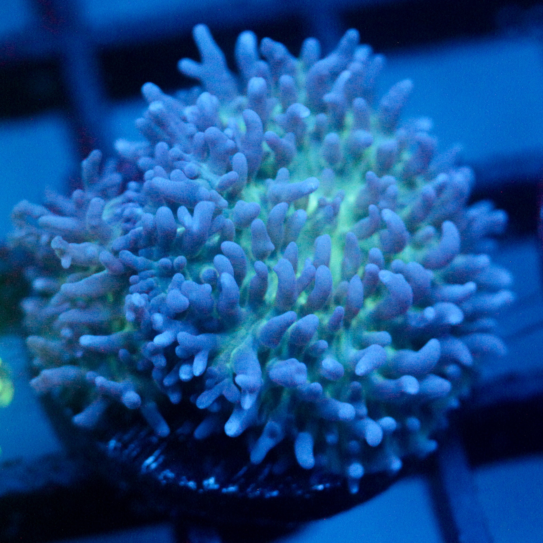 JC Fuzzy Mushroom