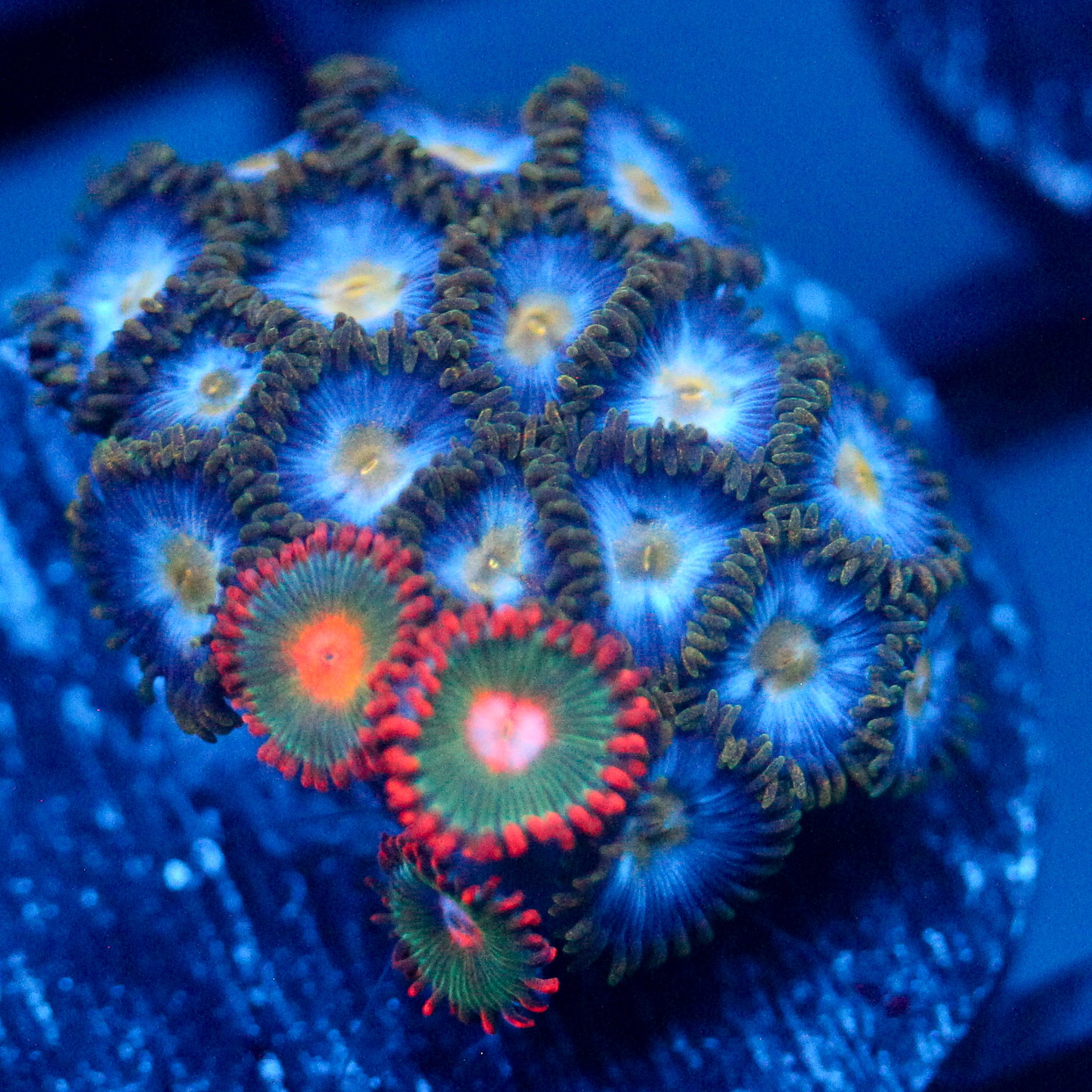 JC Zoa Garden Seed