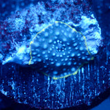 JC Blue on Blue Discosoma