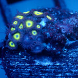 JC Evil Greens Zoanthid